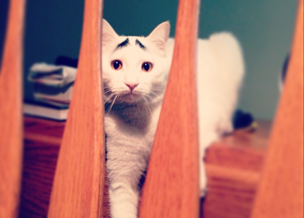 Internet, Katt, reddit, instagram